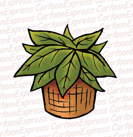 plant